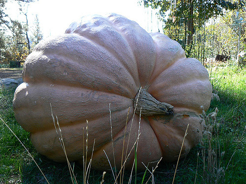 A giant pumpkin sitting in a field